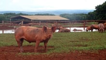 Free range pig