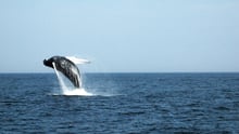Humpback whale off the coast of Massachusetts