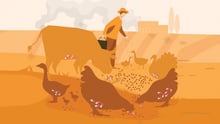 Graphic depiction of antibiotic use in factory farming