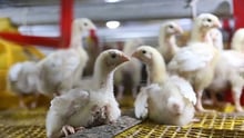 Baby chicks in a harsh factory farming setting