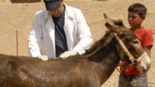 A donkey strapped with cargo being petted by a man and a boy