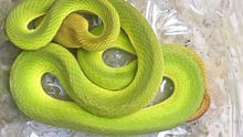A green snake is resting on a plastic sheet having just been rescued.
