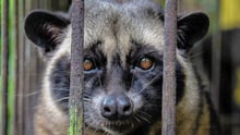 Civet Coffee, Cruelty in Cup
