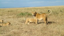 A lioness with cubs in the Mara Masaai Reservation, Kenya