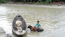 Animals in disaster