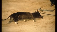 Bull