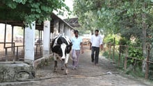 India dairy cows