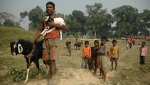 A local man brings his animals to the drill in Bihar, India