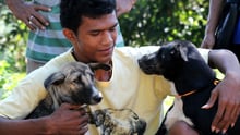 A man with his two recently vaccinated dogs in Flores, Indonesia