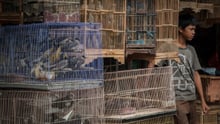  A boy stands by caged birds for sale at the Denpasar Bird Market (Pasar Burung) in Bali, Indonesia