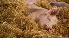 Pig at high welfare farm