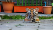 A tiger cub kept on a chain is used as a prob for photographs with tourists at an attraction in Bangkok, Thailand