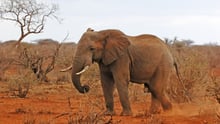 African elephant in Kenya savanna
