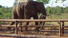 Animal friendly tourism