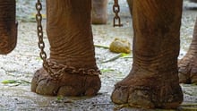 Elephant in chains