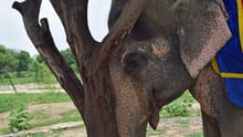 elephant
