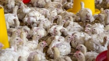 Factory Farming