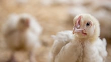 Chicken in a high welfare farm