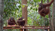 animals in the wild, orangutans 