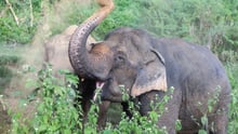 Elephant at a sanctuary