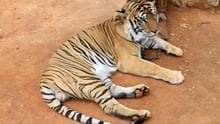 Killing of a Tiger in Lalgarh in West Bengal 