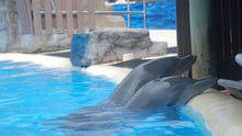 TripAdvisor's new animal welfare policy 