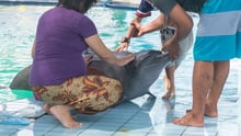 Captive dolphin suffering