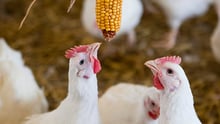 Two broiler chickens in a high welfare farm, pecking at a corn cob