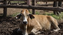 animals in disasters 