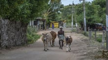 animals in disasters 