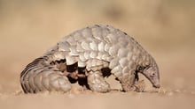 Pangolins 