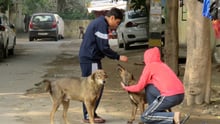 dogs, animals in communities, holi, stray dogs