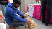 animals in communities, holi, stray dogs, vaccination, dogs, rabies, antirabies vaccination 
