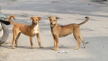 coronavirus, COVID-19, Dogs, animals in communities 