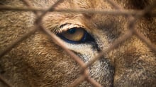 The eye of a captive tiger photographed through a cage