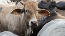 Celebrating 55 years protecting animals in disasters