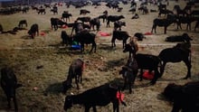 Gadhimai festival 