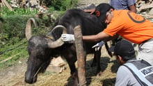 Animals in disasters