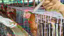 Antibiotics used in cages 