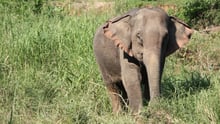 A wild Asian elephant in the grass - World Animal Protection - Wildlife. Not entertainers