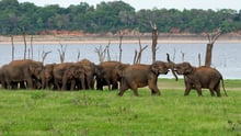 Wild asian elephants in Kaudulla National Park in Sri Lanka.