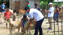 animals in disasters