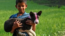 Dogs in Bangladesh