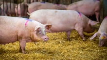 Pig chewing hay at indoor pig farm