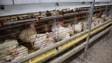 caged chicken