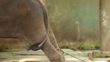 elephant chained when not giving rides 