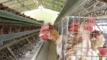 Chickens in a factory farm