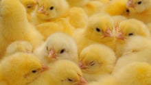 chickens in factory farming 