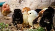 Chickens. CREDIT: Michael Anfang on Unsplash