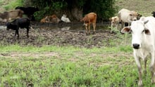 Animals in farming